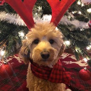 Meet your Posher, Sunny